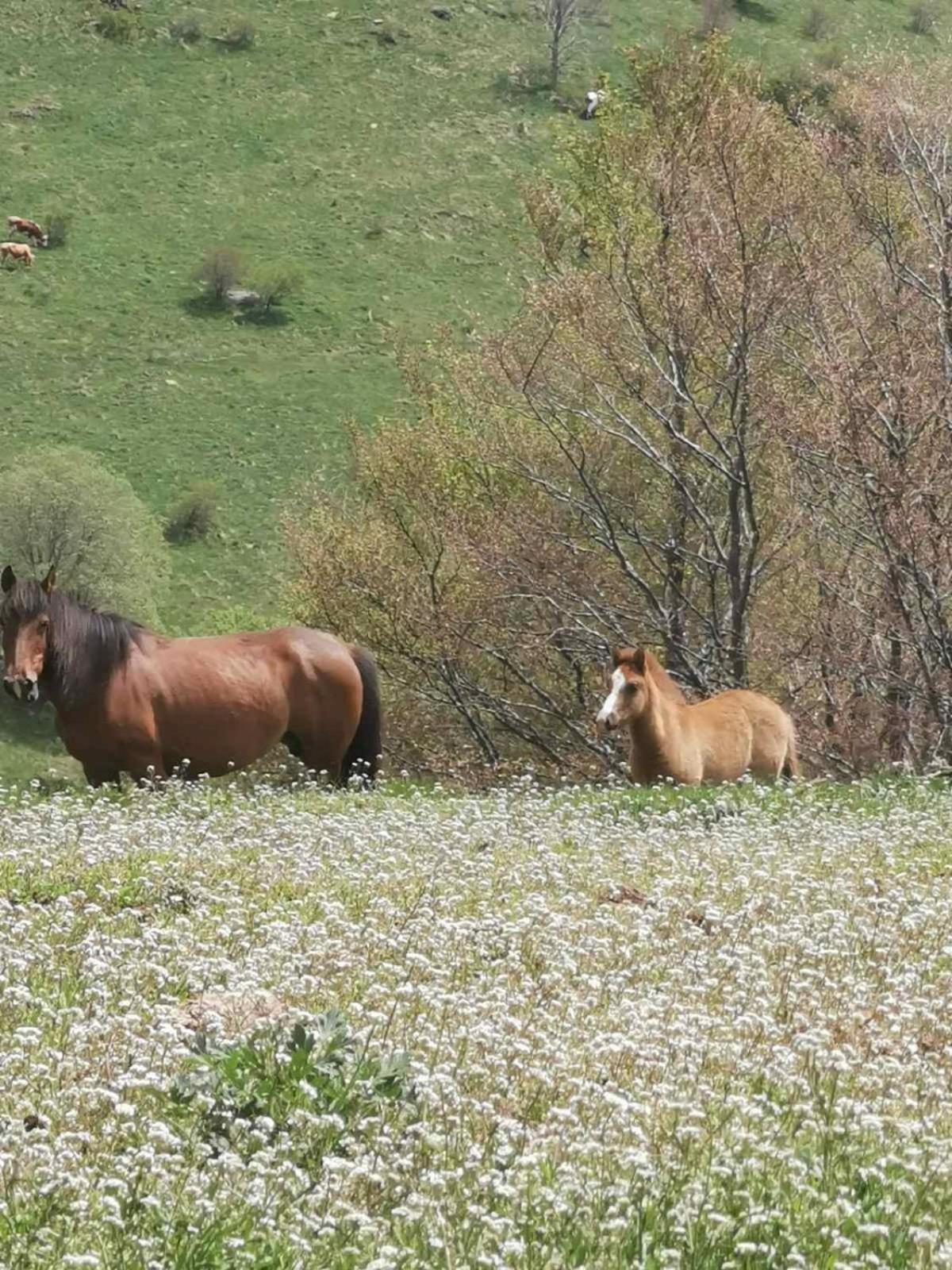 Bed and Breakfast Std Cvetkovic Crni Vrh Esterno foto